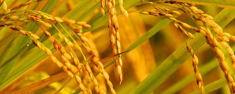 升两优2618水稻种子特点，每亩插足基本苗8万以上