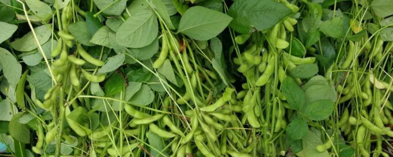 中龙豆105大豆种简介，种植密度