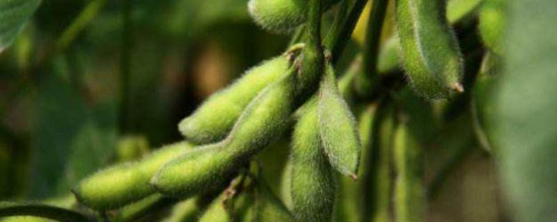 龙垦3319大豆种子简介，北方春大豆早熟普通型品种