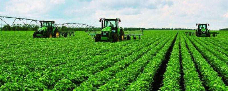 合农163大豆种简介，中肥力地块4万株/亩