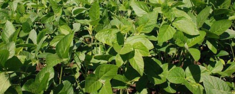 东农豆251大豆品种的特性，避免种植密度过大引起倒伏
