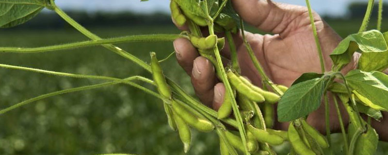 龙垦3425大豆品种的特性，5月上中旬播种