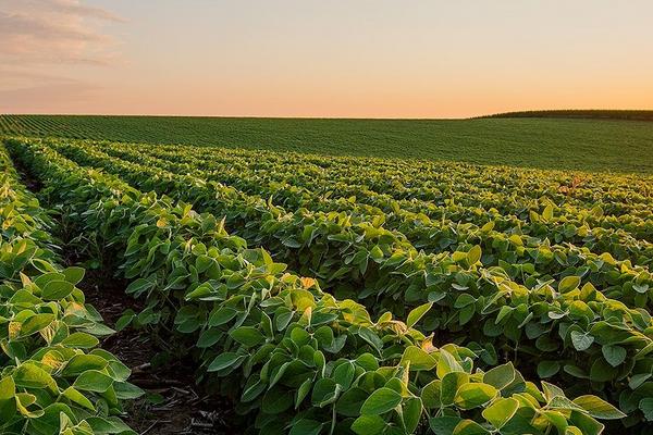 合农163大豆种简介，中肥力地块4万株/亩