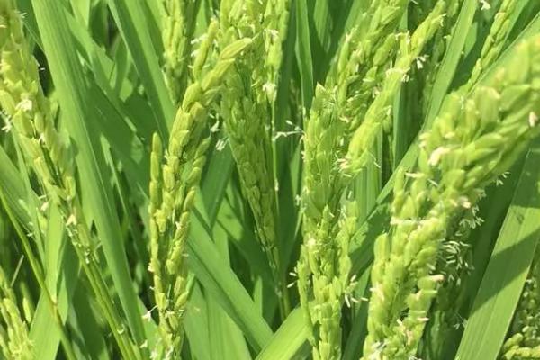 银两优洁田水稻种子特征特性，每亩插足基本苗8万以上