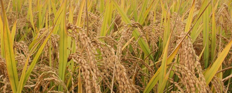 宝两优奥香丝水稻品种简介，每亩插足基本苗8万以上