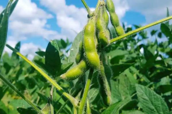 龙垦3425大豆品种的特性，5月上中旬播种