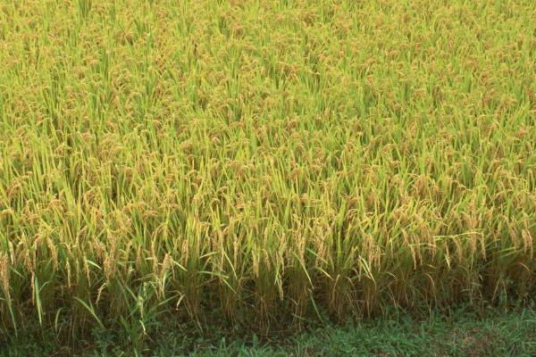 嘉禾优123水稻种子简介，每亩插足基本苗8万以上