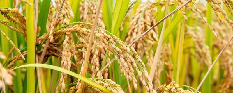 金龙优柔丝水稻种子特点，一般7月上旬至7月中旬播种