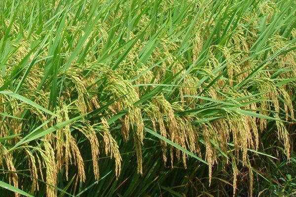 嘉禾优123水稻种子简介，每亩插足基本苗8万以上