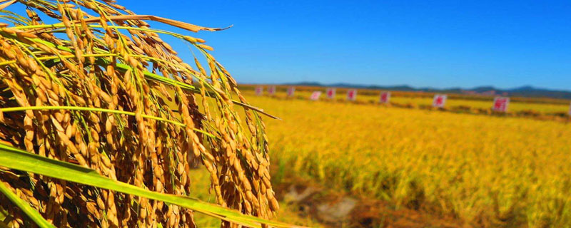 珍两优2056水稻种子简介，一般4月下旬至5月中旬播种