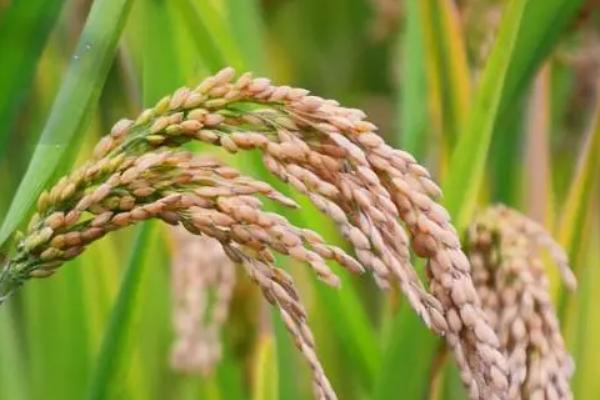 悦两优钰占水稻种简介，秧田播种量每亩10.0千克