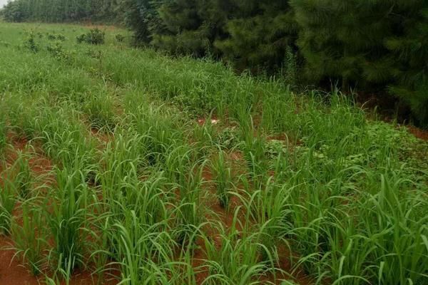 悦两优钰占水稻种简介，秧田播种量每亩10.0千克