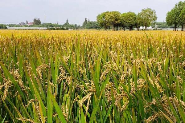 平两优7号水稻品种简介，籼型两系杂交水稻品种