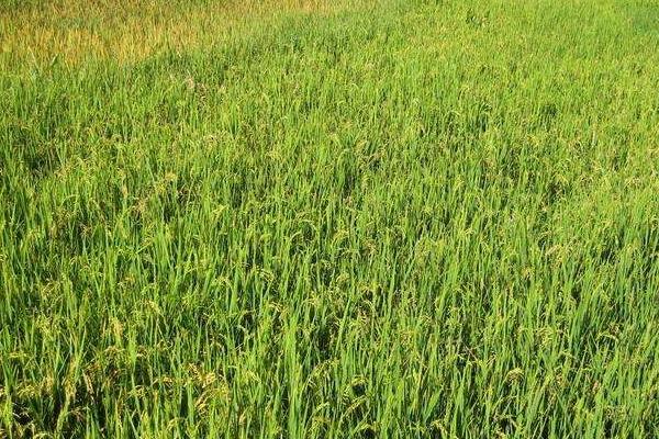 荃优53水稻种子介绍，每亩插足基本苗8万以上