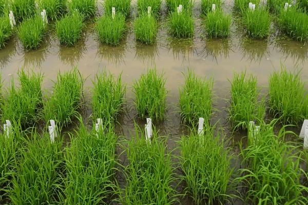华浙优28水稻种简介，每亩有效穗数16.6万穗