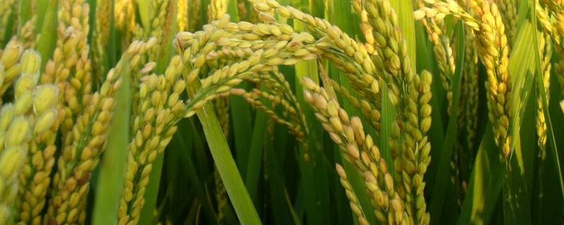 呈两优607水稻品种的特性，全生育期133.2天