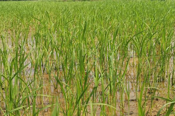 华浙优28水稻种简介，每亩有效穗数16.6万穗