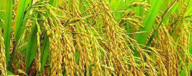 恒丰优京贵占水稻种子介绍，每亩有效穗数16.4万穗