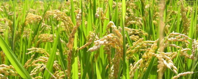 金龙优1826水稻品种简介，每亩插足基本苗8万以上
