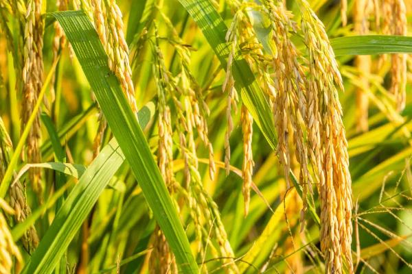 兆香两优粤香晶丝水稻品种简介，每亩有效穗数196.5万穗