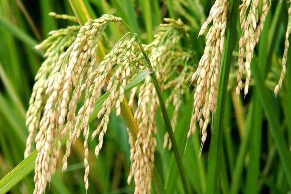 扬农粳3142水稻种子特点，粳型常规水稻品种