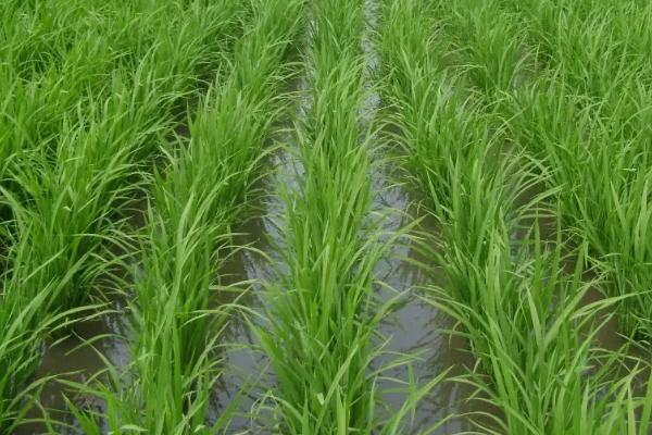 吉农大668水稻品种简介，每亩插足基本苗5万以上