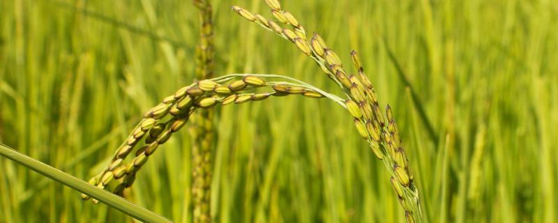 沪旱1516水稻种子简介，秧田播种量每亩20.0千克