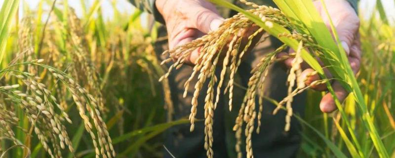 那香优651水稻种子简介，秧田播种量每亩10.0千克
