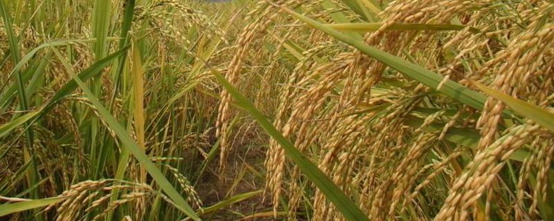 协禾优1002水稻种子特征特性，全生育期115.9天