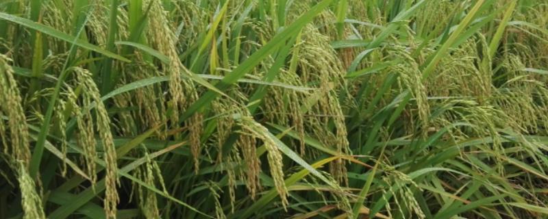 千乡955优651水稻种简介，籼型三系杂交水稻品种