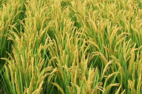 那香优651水稻种子简介，秧田播种量每亩10.0千克