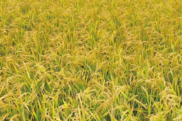 瑜香优191水稻种子介绍，秧田播种量每亩15.0千克