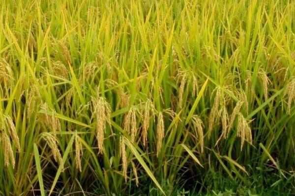 仁优9号水稻种子特点，秧田播种量每亩15.0千克
