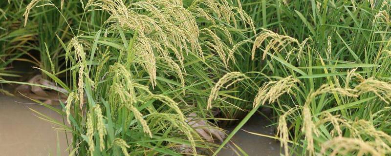 华盛优粤农丝苗水稻种子介绍，籼型三系杂交水稻品种