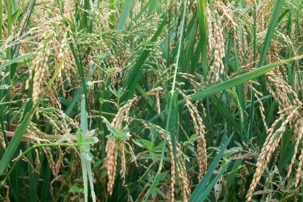 华浙优29水稻品种简介，每亩插足基本苗2万以上