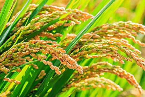 硕两优215水稻种子特点，全生育期128.6天