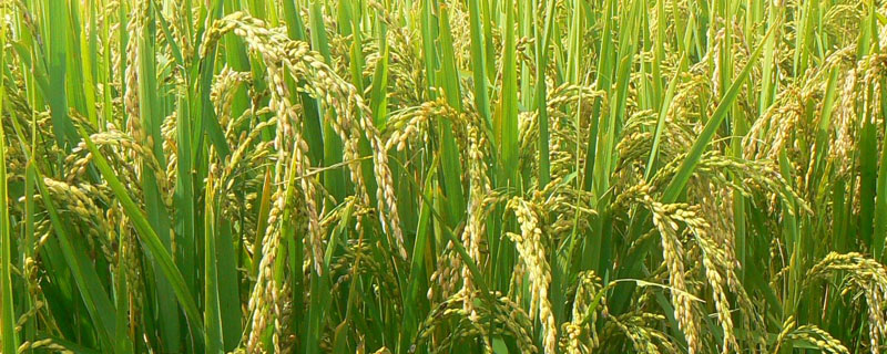 珍两优17水稻种子介绍，一般4月下旬至5月上旬播种