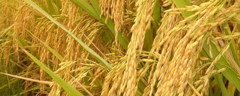 巧两优968水稻品种的特性，全生育期133.9天