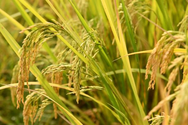 仁优9号水稻种子特点，秧田播种量每亩15.0千克