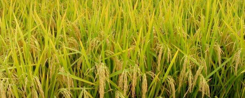 奇两优郁香水稻种子介绍，每亩有效穗数17.0万穗