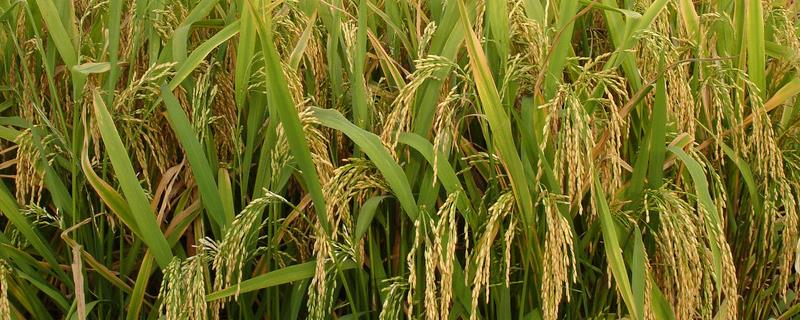 G两优727水稻种子介绍，一般4月中旬至5月中旬播种