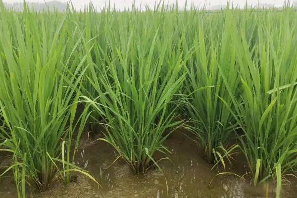 深两优1378水稻品种的特性，每亩插足基本苗6万以上