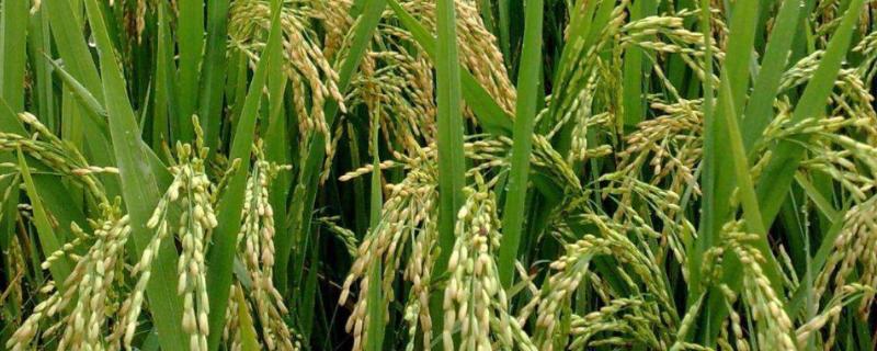 京粳9号水稻种子简介，每亩有效穗数25.6万穗