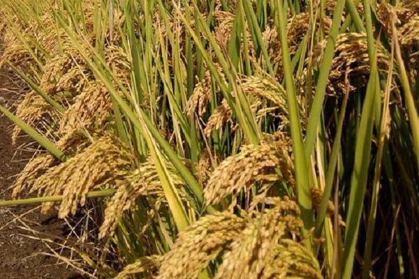 新科稻58水稻种子简介，每亩有效穗数22.1万穗