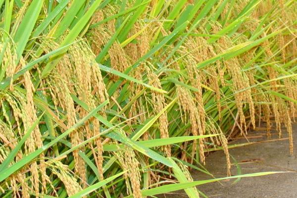 鸿源13水稻种子介绍，全生育期150.5天
