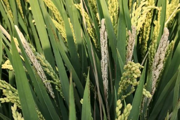 新科稻58水稻种子简介，每亩有效穗数22.1万穗