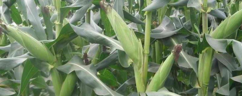 农科玉328玉米种子介绍，在中等肥力以上地块栽培