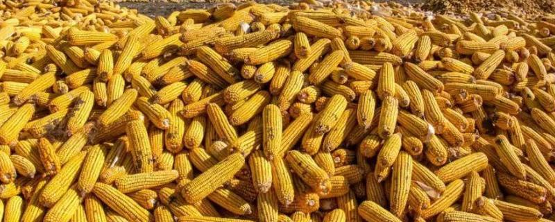 斯达糯60玉米品种简介，在中等肥力以上地块栽培