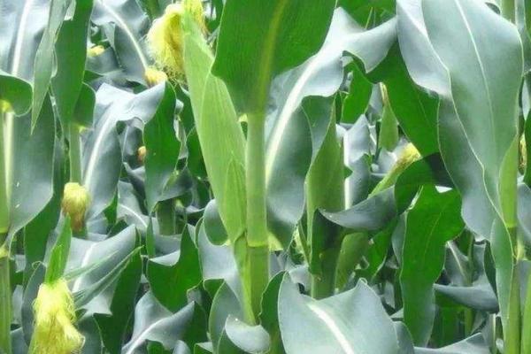 斯达糯60玉米品种简介，在中等肥力以上地块栽培