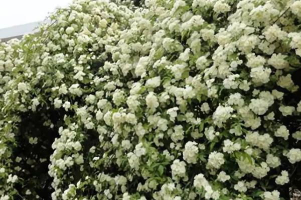 木香花的养殖方法，选择沙质土壤种植为佳